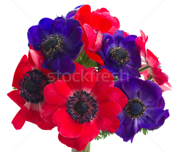 anemone flowers  Stock photo © neirfy