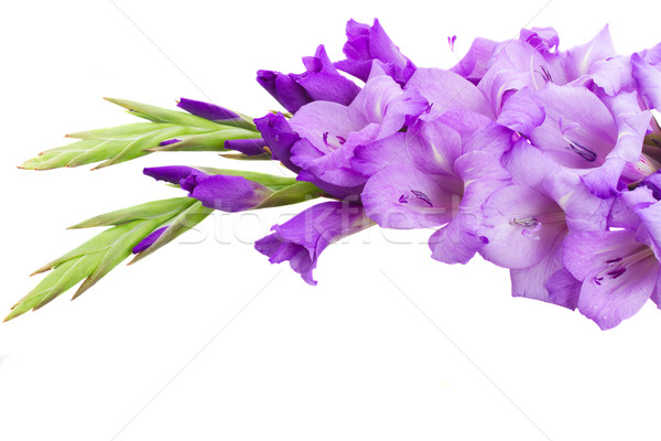 border of gladiolus flowers Stock photo © neirfy