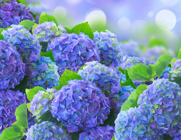 Blu fiori ione bokeh giardino fiore Foto d'archivio © neirfy