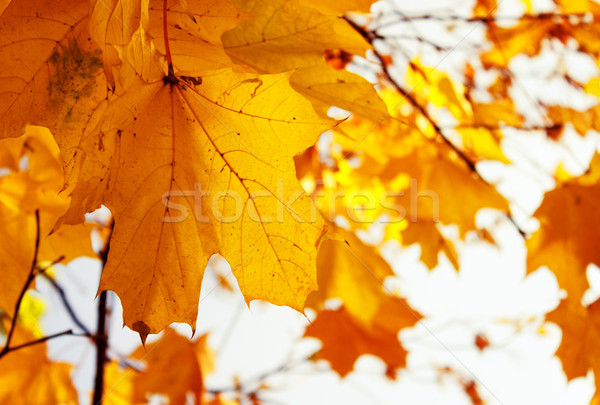 orange leaves in autumn park Stock photo © neirfy