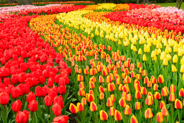 Сток-фото: Tulip · цветы · красный · оранжевый · желтый