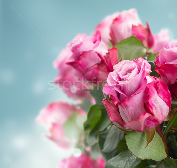 Buquê rosa rosas fresco azul bokeh Foto stock © neirfy