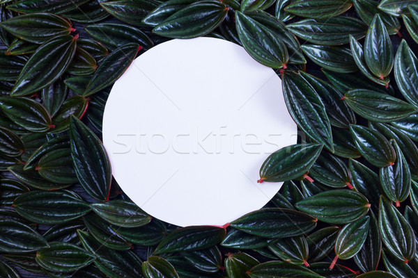 Stock photo: fresh green leaves