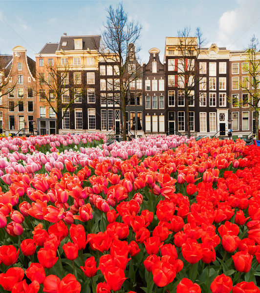 Сток-фото: домах · Нидерланды · голландский · канал · свежие · растущий