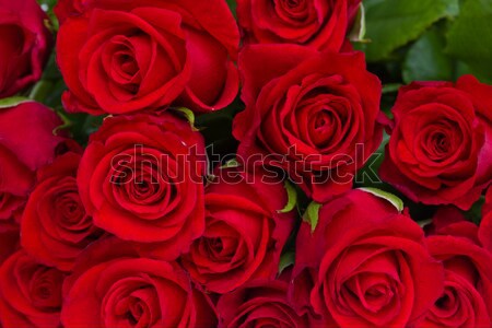 bouquet of dark red roses Stock photo © neirfy