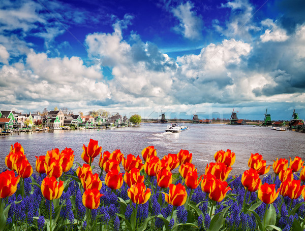 голландский ветер традиционный реке тюльпаны Нидерланды Сток-фото © neirfy