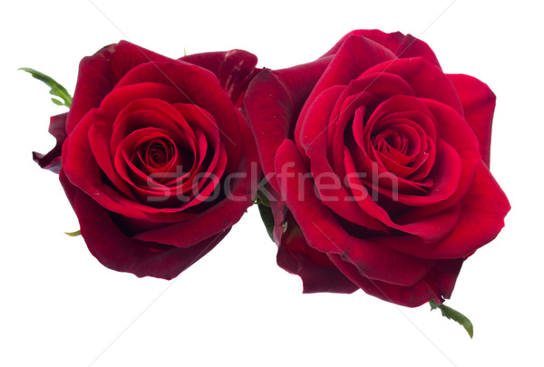 two   dark  red roses Stock photo © neirfy