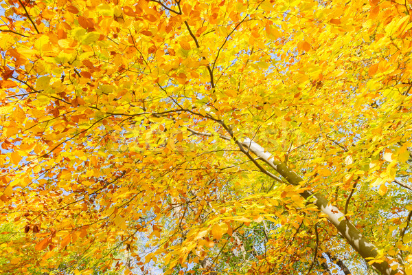 yellow cherry tree in autumn park Stock photo © neirfy