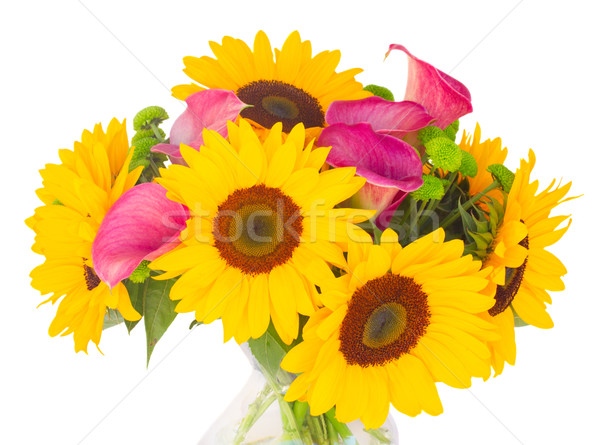 one bight sunflower Stock photo © neirfy