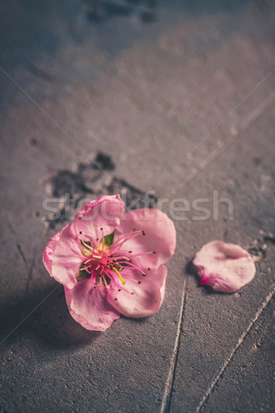 Rosa Kirschblüten frischen grau Retro Blume Stock foto © neirfy