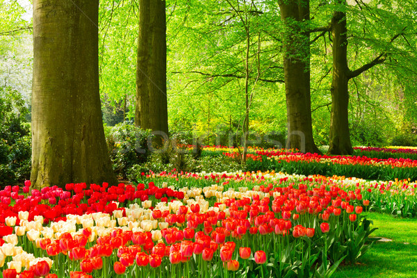 Wiosennych kwiatów Holland parku kolorowy zielone trawnik Zdjęcia stock © neirfy