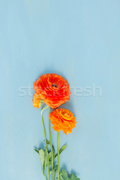 Orange ranunculus flowers Stock photo © neirfy