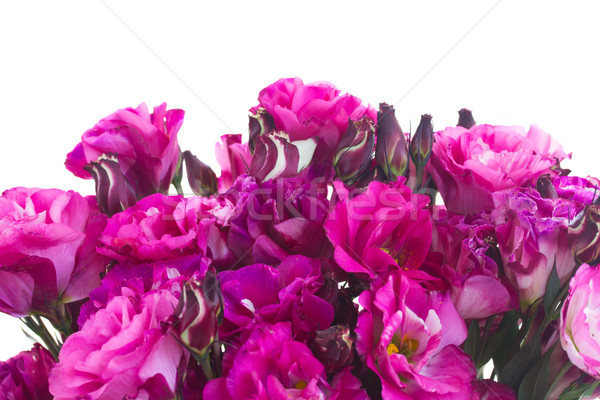 border of  mauve eustoma flowers Stock photo © neirfy