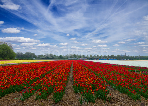 Dutch red  tulip fields  Stock photo © neirfy