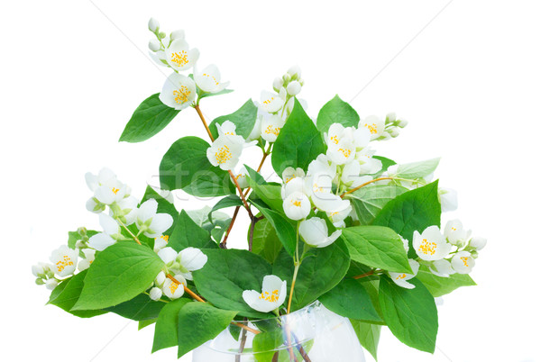 Jasmine flowers and leaves Stock photo © neirfy