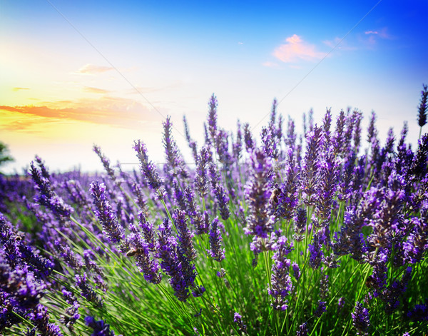 Lavender summer field Stock photo © neirfy