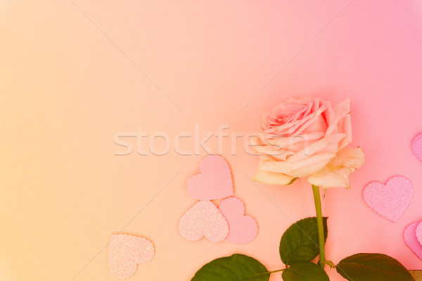 Violeta rosas um rosa fresco Foto stock © neirfy