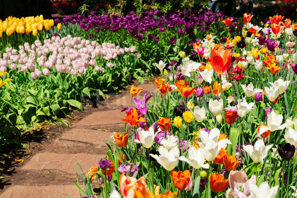 Voorjaar tulpen kleurrijk lentebloemen gemengd steen Stockfoto © neirfy