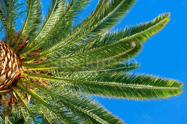 Palmas in blue sky Stock photo © neirfy