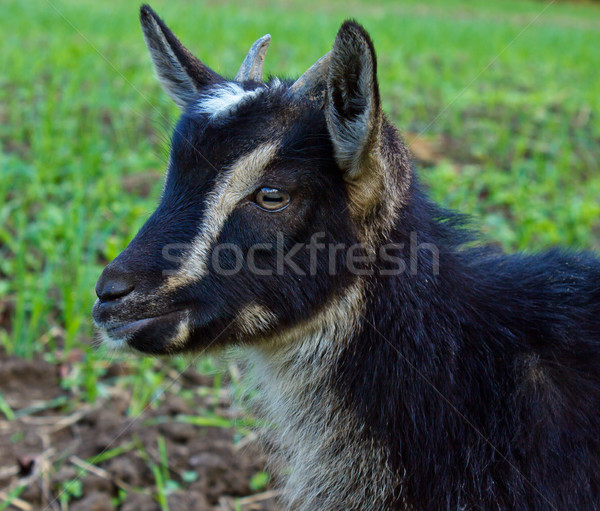black goat Stock photo © neirfy