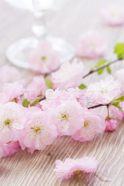 pink cherry flowers Stock photo © neirfy
