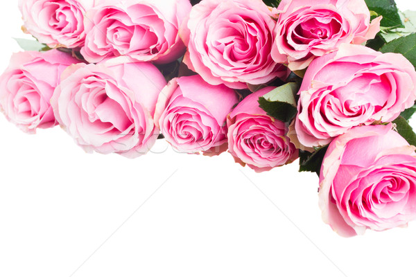 ストックフォト: ピンクのバラ · 国境 · 新鮮な · 孤立した · 白 · 結婚式