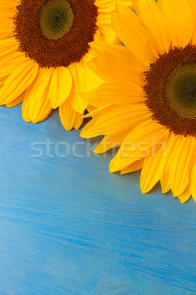 bight sunflowers Stock photo © neirfy