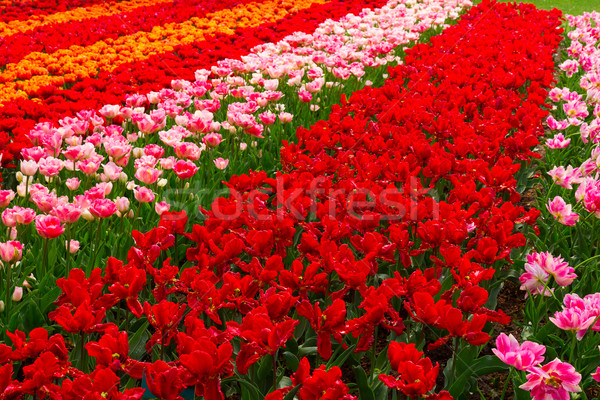 Holanda tulipanes campo frescos rojo rosa Foto stock © neirfy