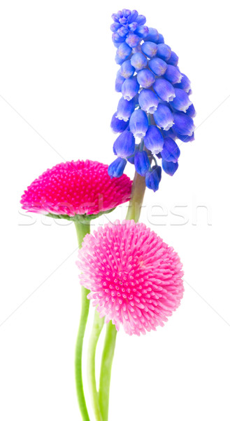 Muscari and Daisy Flowers Stock photo © neirfy