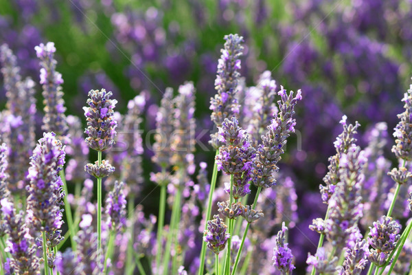 Foto stock: Lavanda · verão · campo · fresco · crescente · flores