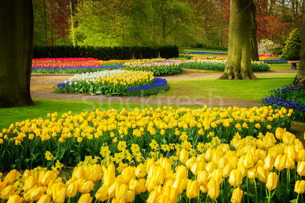 Formal spring garden Stock photo © neirfy