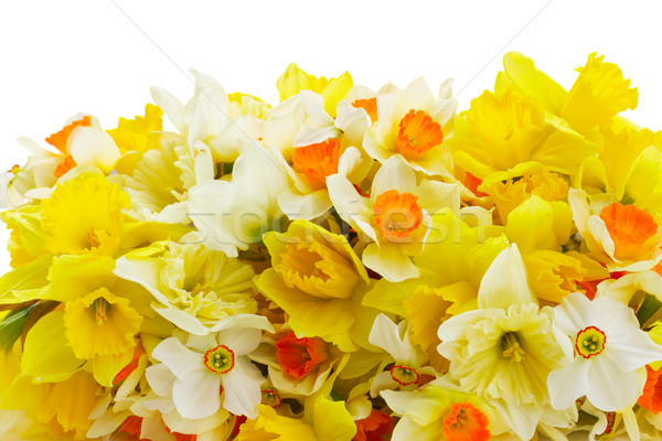 Narcissus in vase Stock photo © neirfy