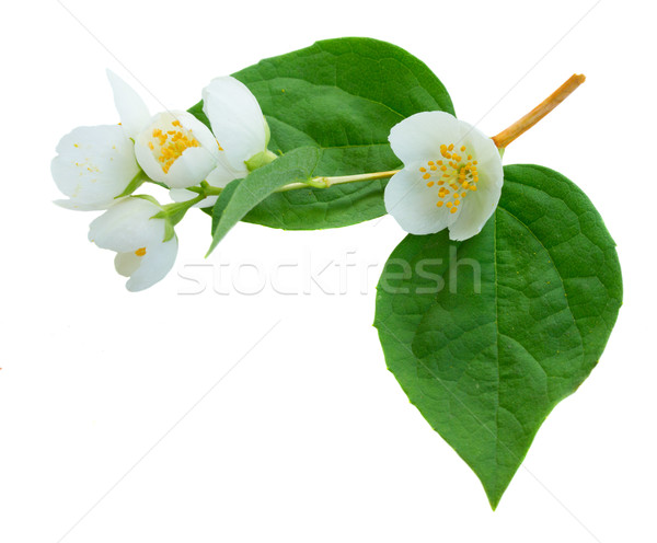 Jasmine flowers and leaves Stock photo © neirfy
