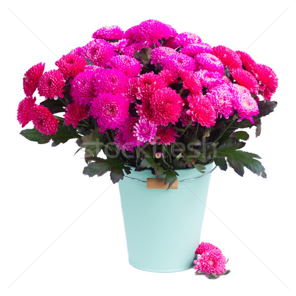 Blau Chrysantheme Blumen magenta rosa isoliert Stock foto © neirfy