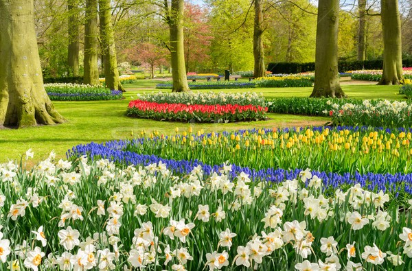 Formal spring garden Stock photo © neirfy