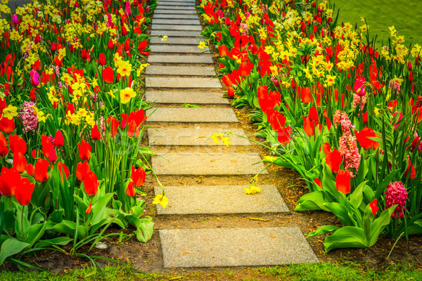 Spring Tulips Flowerbeds Stock photo © neirfy