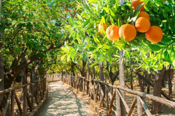 Stok fotoğraf: Mandalina · ağaç · bahçe · geçit · yeşil