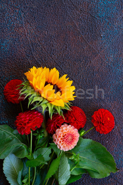 Dahlie Sonnenblumen rosa rot dunkel blau Stock foto © neirfy