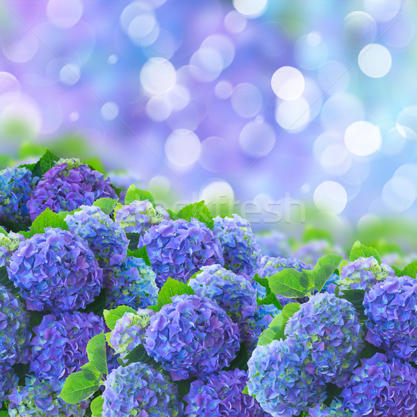 Blu fiori ione bokeh giardino fiore Foto d'archivio © neirfy