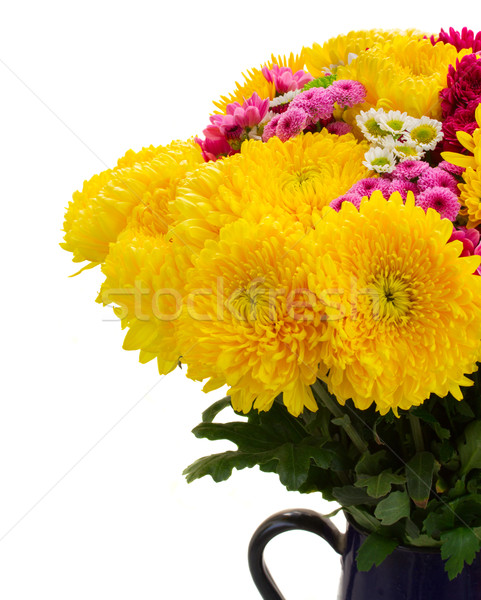 Yellow, red and pink  mum flowers Stock photo © neirfy