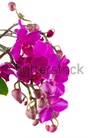 Bos violet orchideeën tak vers paars Stockfoto © neirfy