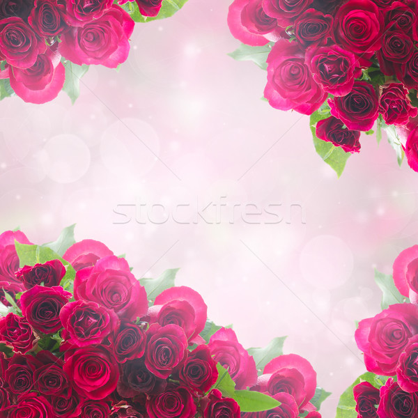 frame of dark  red rose petals Stock photo © neirfy