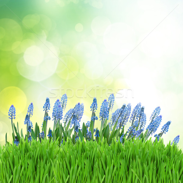 Muscari flowers in garden Stock photo © neirfy