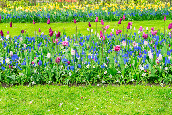 Rows of tulip flowers Stock photo © neirfy