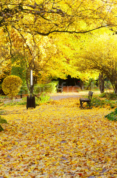 Сток-фото: осень · парка · пути · листьев · землю