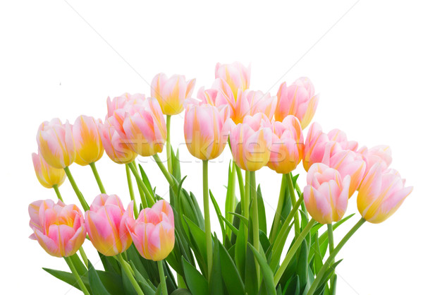 bouquet of yellow, purple and red tulips Stock photo © neirfy