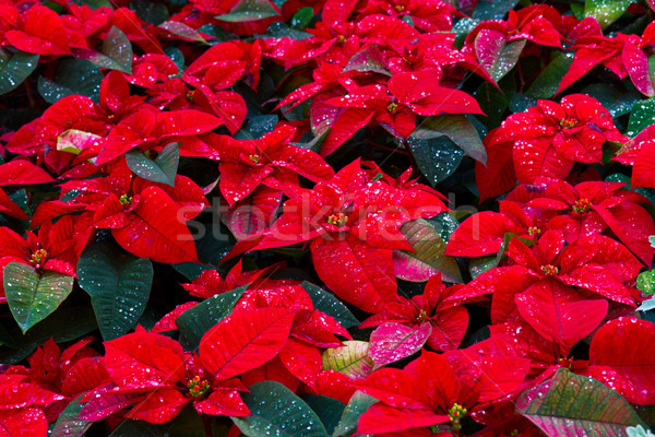 christmas star flowers Stock photo © neirfy
