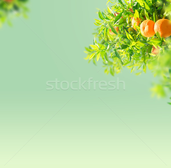 Orange tree garden Stock photo © neirfy