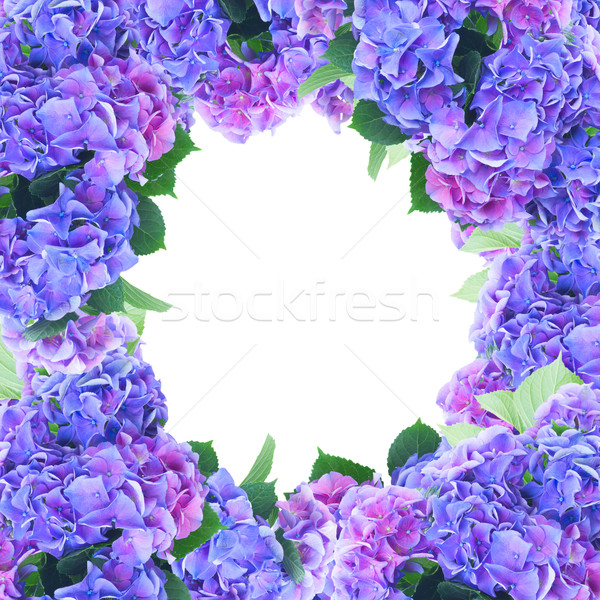 Foto d'archivio: Blu · viola · fiori · frame · isolato · bianco