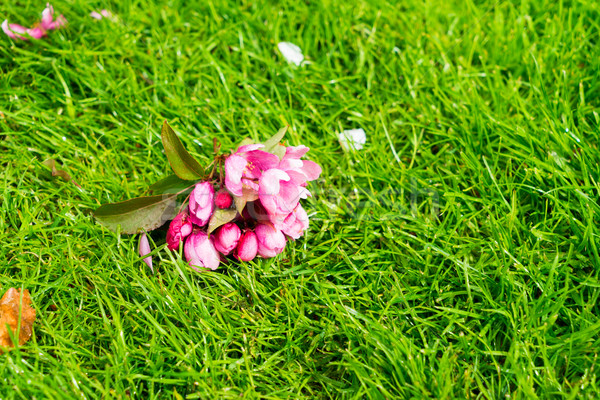 Apfelbaum Blüte grünen weichen Frühling Gras Stock foto © neirfy